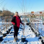 Breza himalájska (Betula utilis) ´JACQUEMONTII´ - výška 180-200 cm, kont. C18L - VIACKMENNÁ